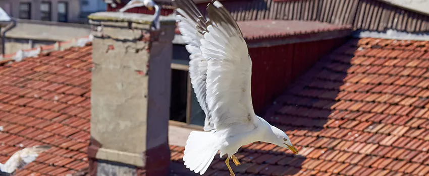 Residential Chimney Animal Removal Solution in Southchase, FL