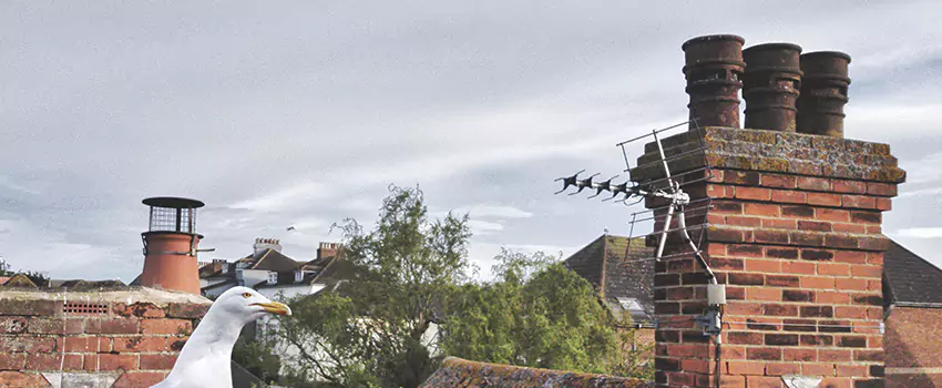 Chimney Cleaning And Restoration in Southchase, Florida
